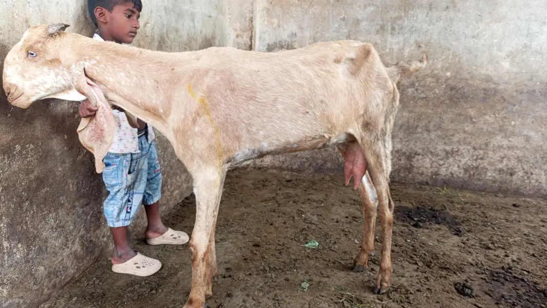 Makhi cheeni top quality goats for sale — photo 2