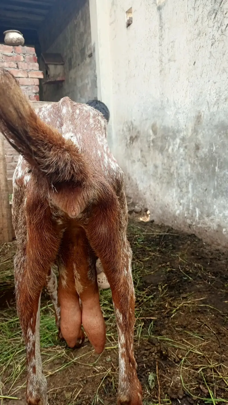 Makhi cheeni top quality goats for sale — photo 3