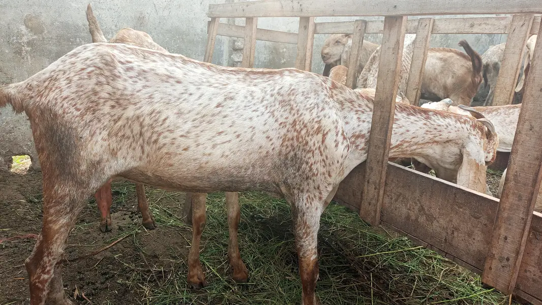 Makhi cheeni top quality goats for sale — photo 4