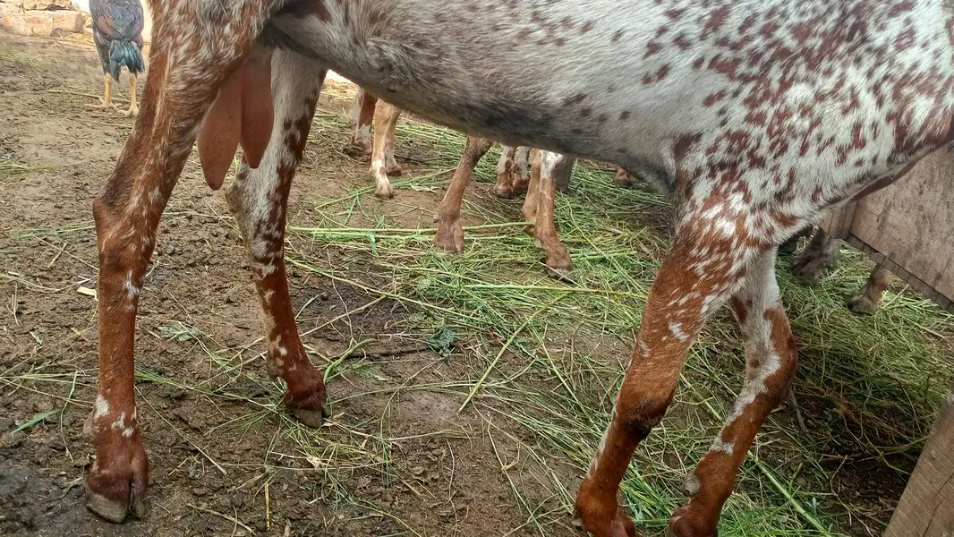 Makhi cheeni top quality goats for sale — photo 5