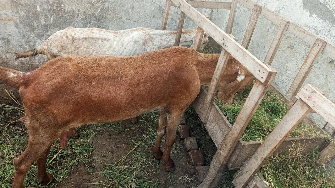 Makhi cheeni top quality goats for sale — photo 6