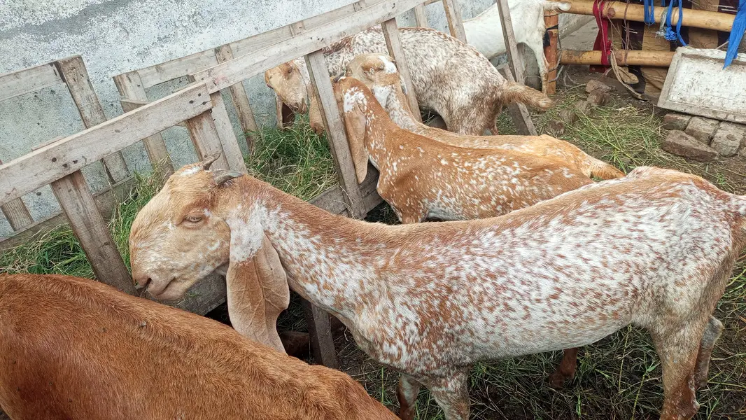 Makhi cheeni top quality goats for sale — photo 7