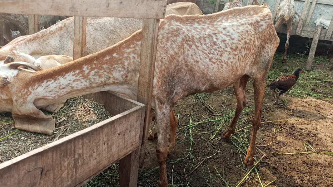 Makhi cheeni top quality goats for sale — photo 8