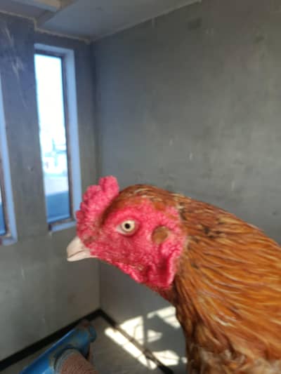Aseel bird for sale