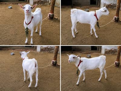 Teddi gulabi bakra