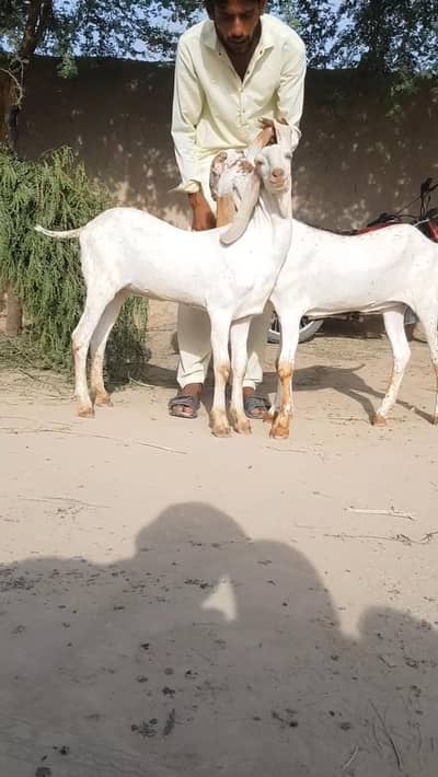 2 Female Bakri For Sale/ 03203194073