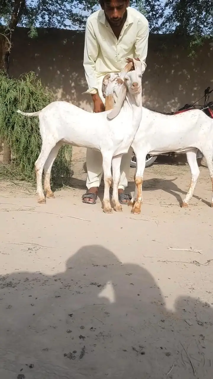 2 Female Bakri For Sale/ 03203194073 — photo 2
