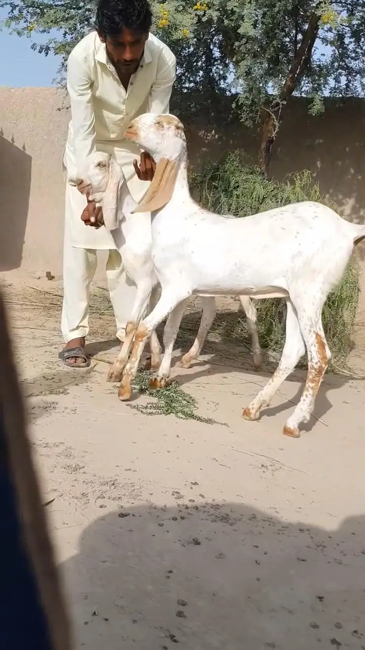 2 Female Bakri For Sale/ 03203194073 — photo 3