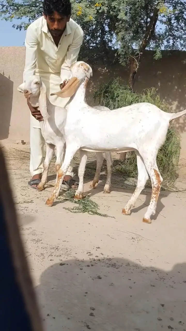 2 Female Bakri For Sale/ 03203194073 — photo 4
