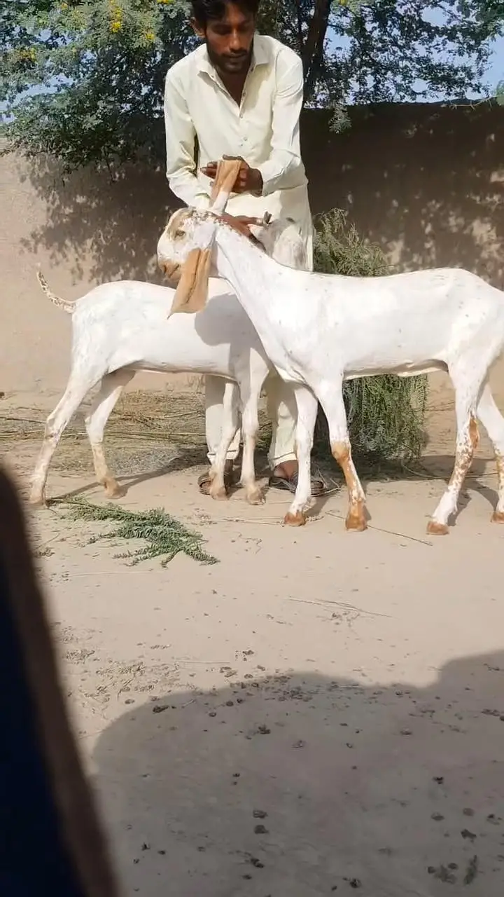 2 Female Bakri For Sale/ 03203194073 — photo 5