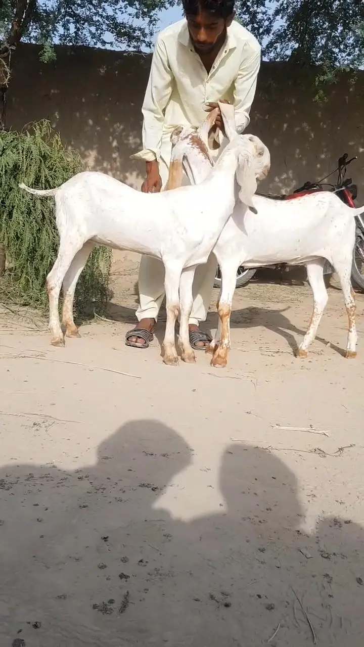 2 Female Bakri For Sale/ 03203194073 — photo 6