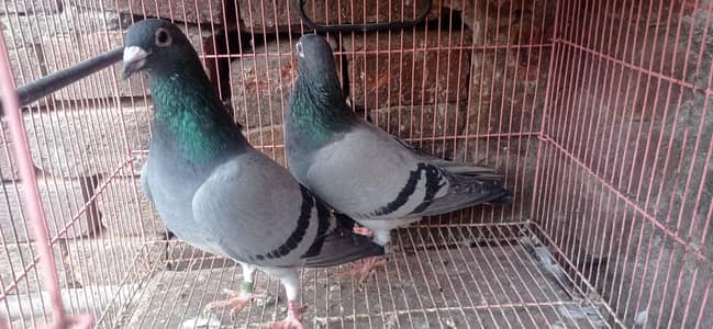 reaser qasad pigeon