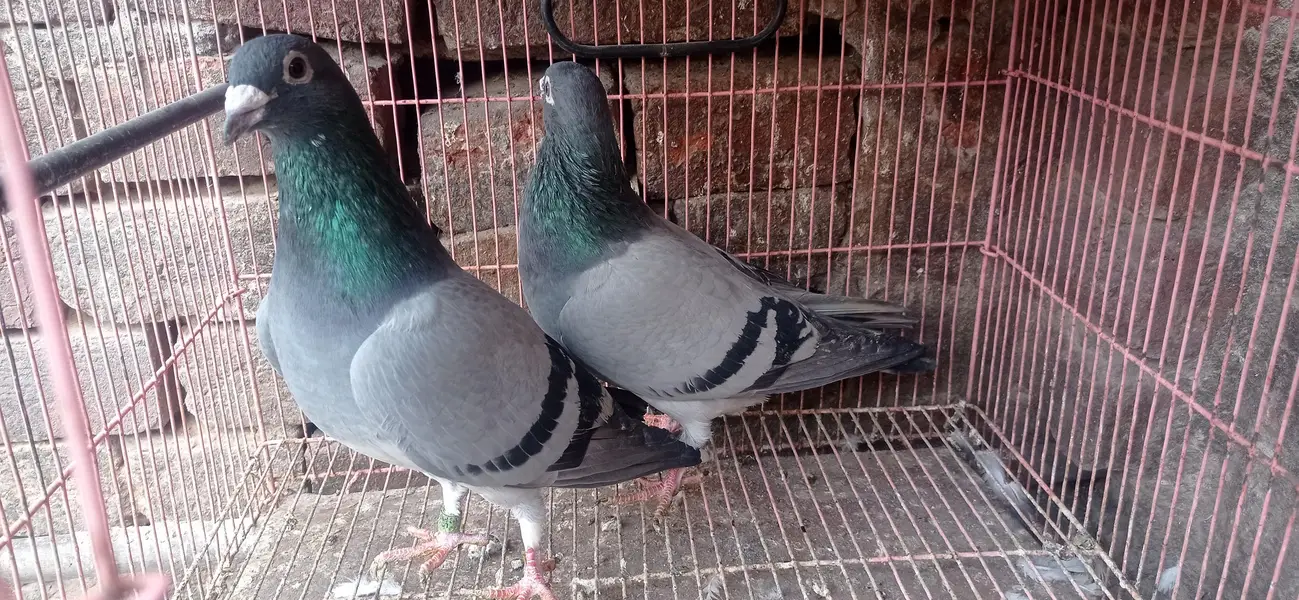 reaser qasad pigeon