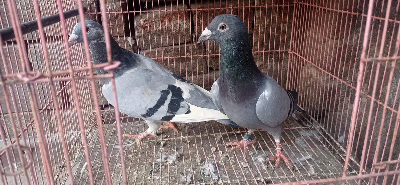 reaser qasad pigeon — photo 2