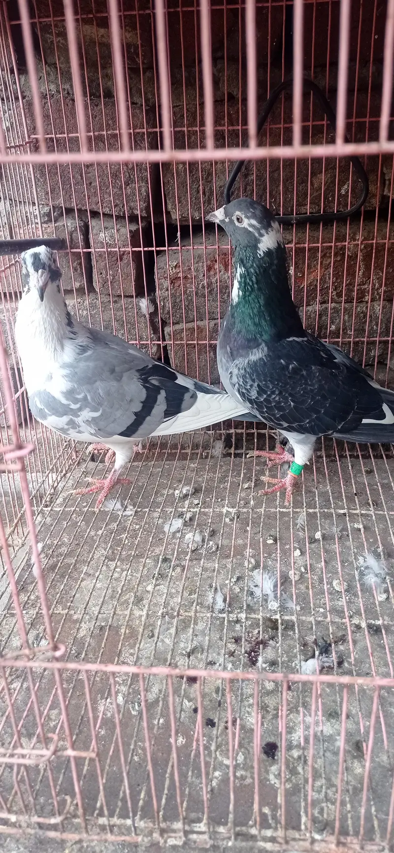 reaser qasad pigeon — photo 3