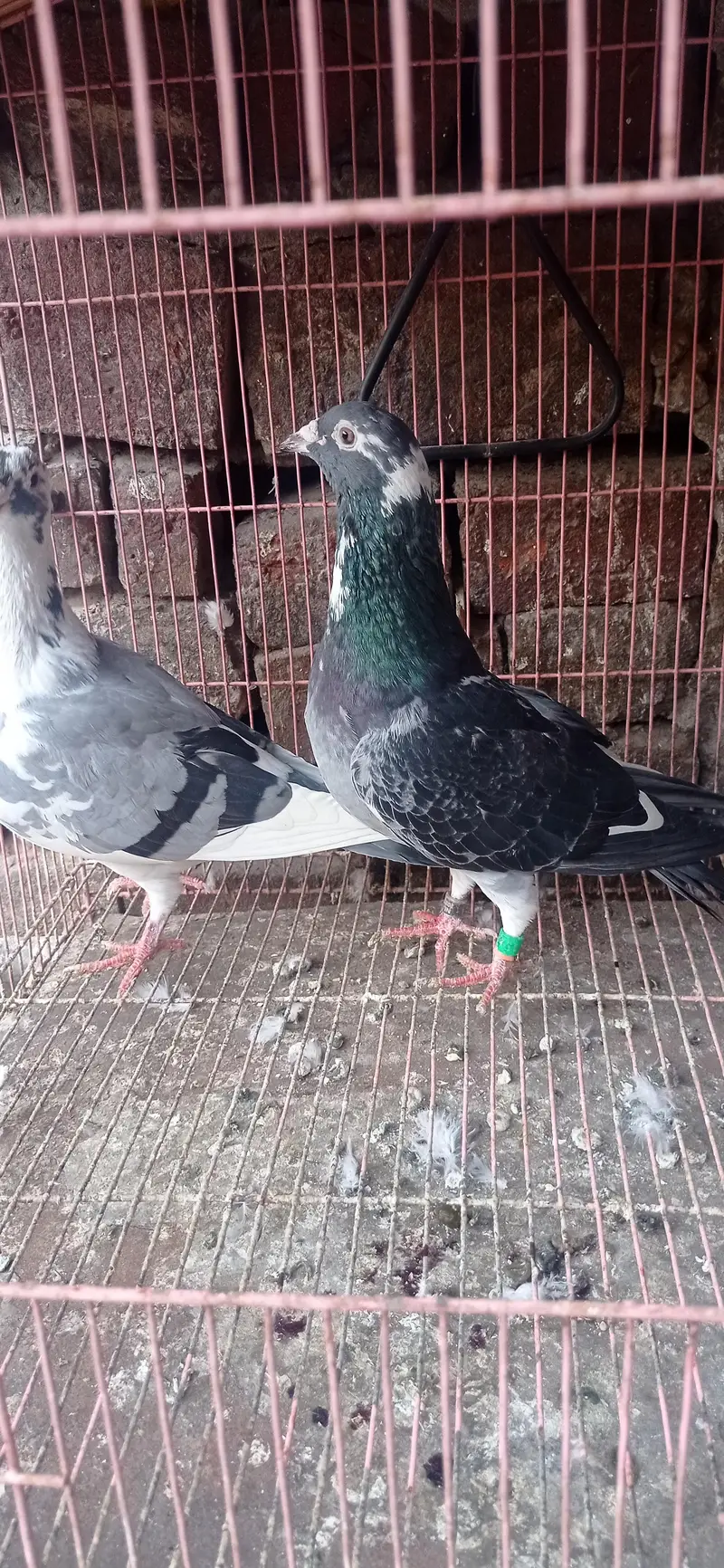 reaser qasad pigeon — photo 4