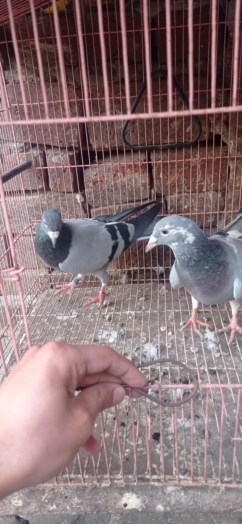reaser qasad pigeon — photo 5