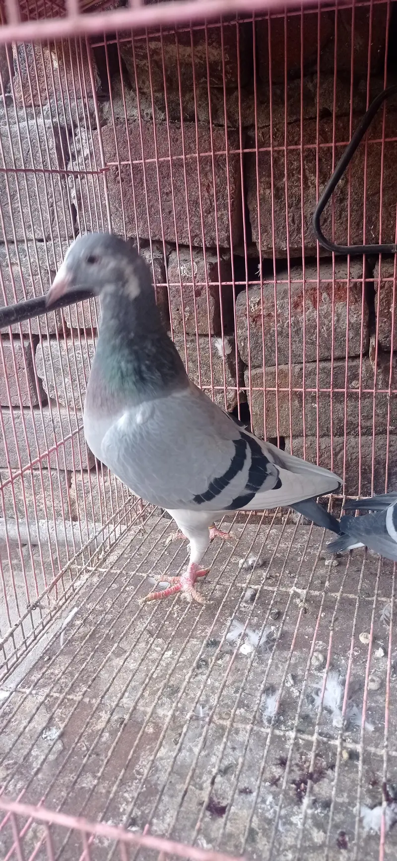 reaser qasad pigeon — photo 6