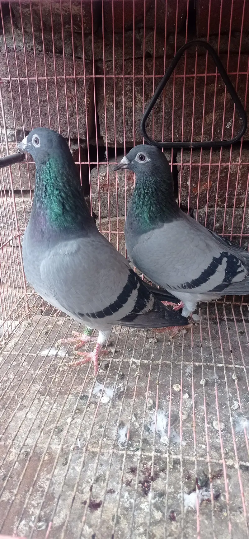 reaser qasad pigeon — photo 7