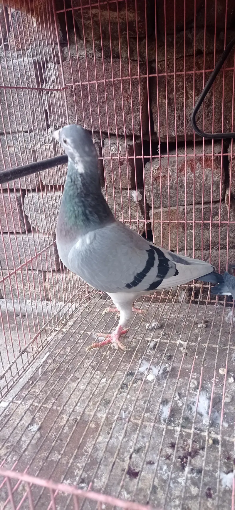 reaser qasad pigeon — photo 8
