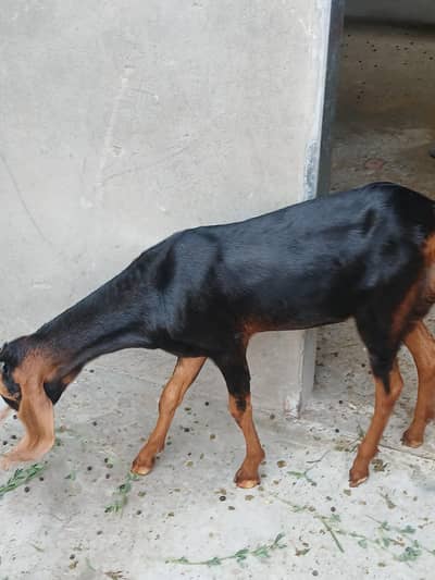 Desi  Path For Sale