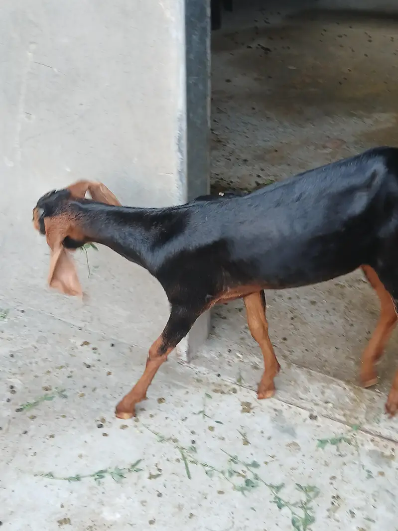 Desi  Path For Sale — photo 2