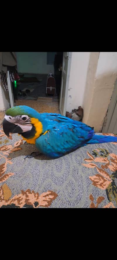 Bule Gold Macaw Chick Available For Sale.
