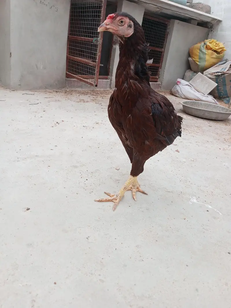 Aseel for sale Vip chiz Ghar ki breed — photo 2