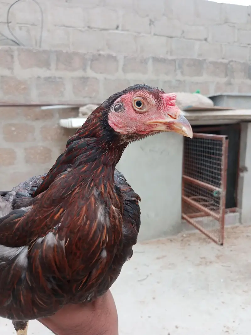 Aseel for sale Vip chiz Ghar ki breed — photo 3