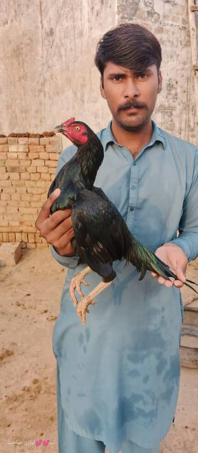 Mianwali aseel