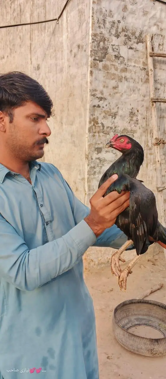 Mianwali aseel — photo 2