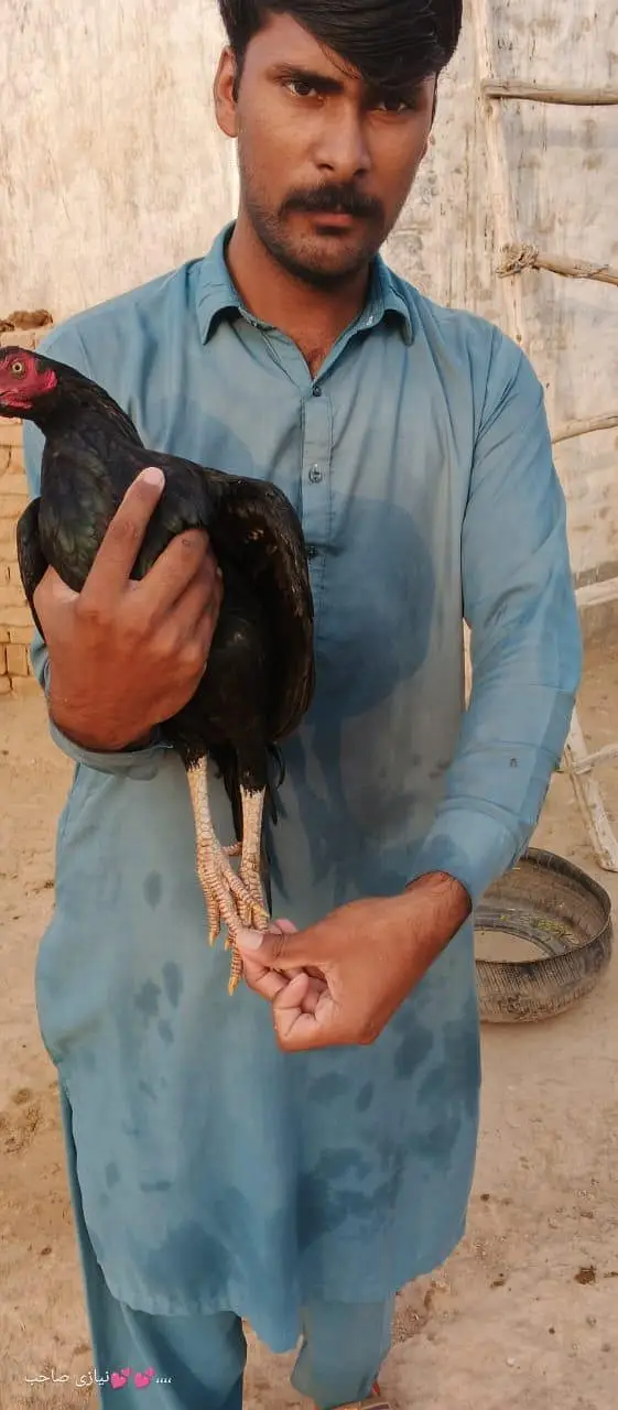 Mianwali aseel — photo 3