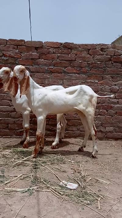 2 Female Bakri For Sale call _03279583582