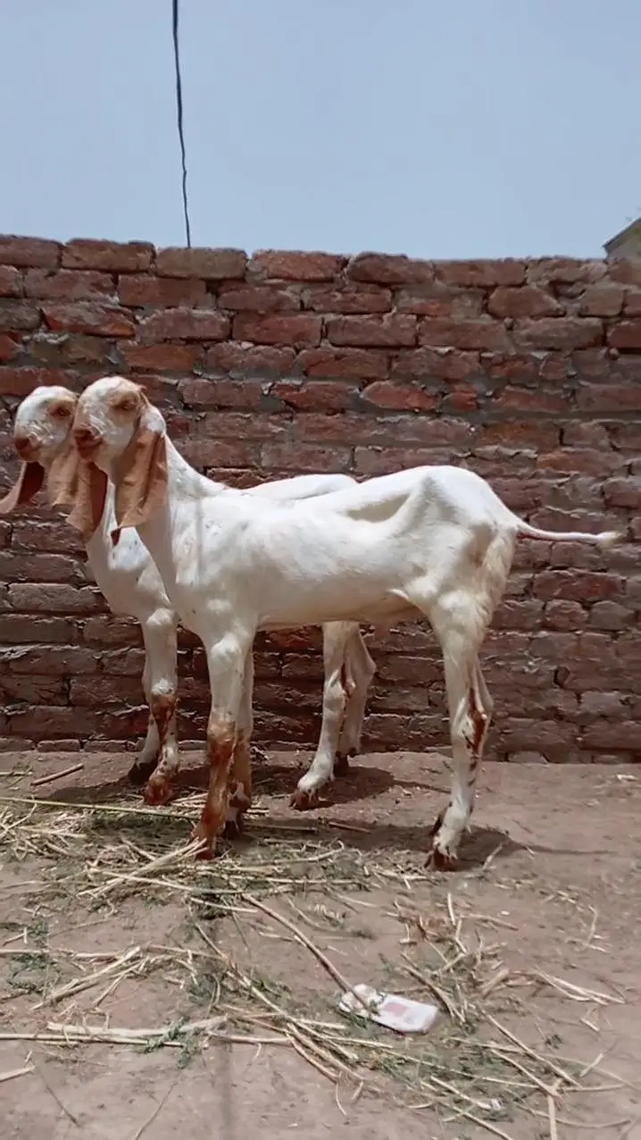 2 Female Bakri For Sale call _03279583582 — photo 2