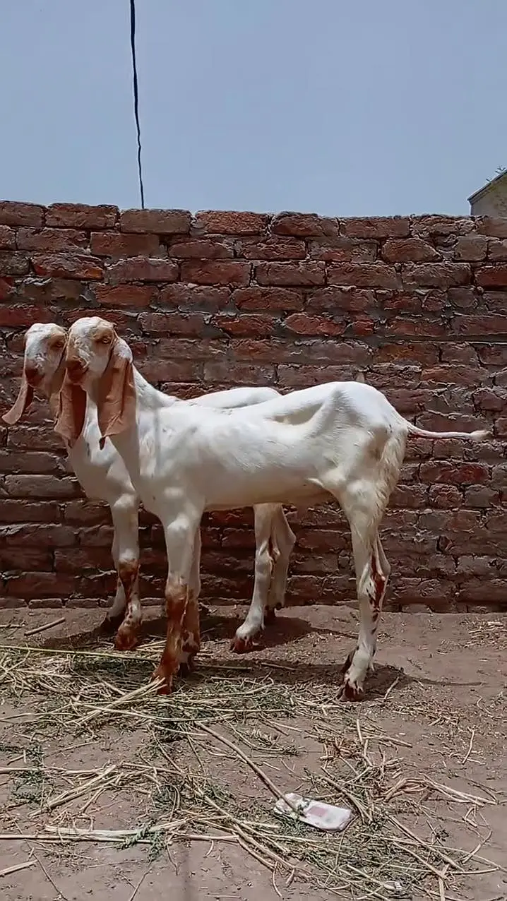 2 Female Bakri For Sale call _03279583582 — photo 3
