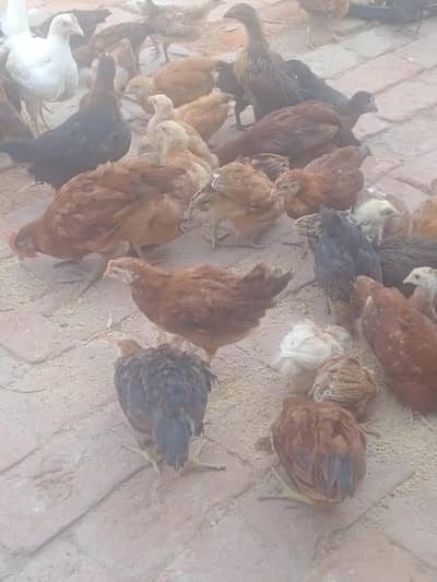 golden misri chiks available