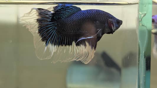 Fancy Betta