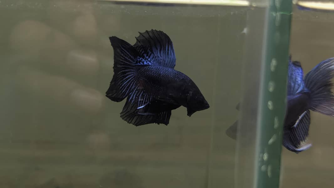 Fancy Betta 1