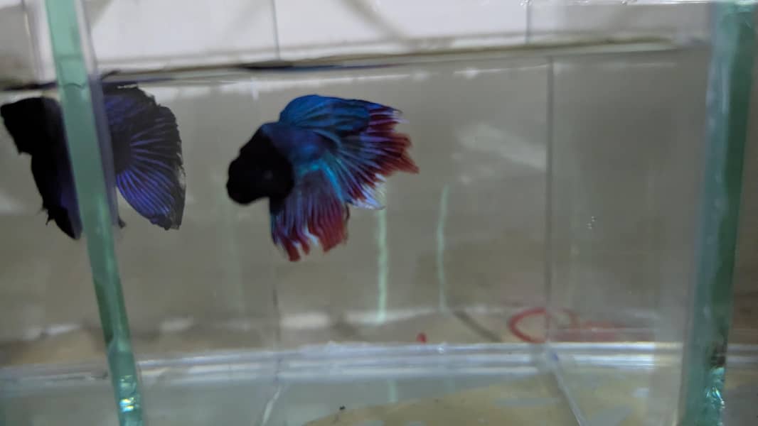 Fancy Betta 2