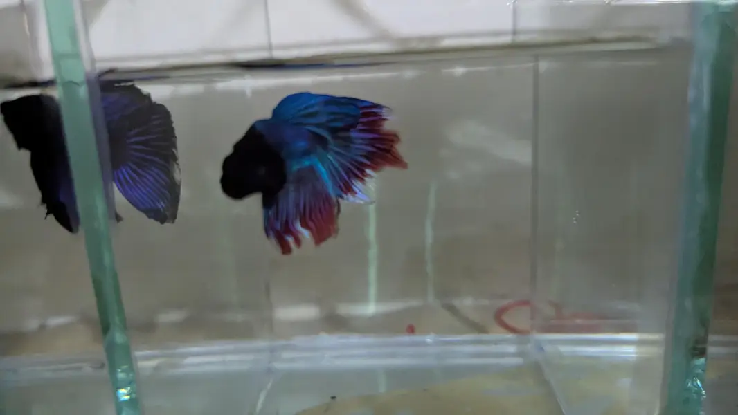 Fancy Betta — photo 3