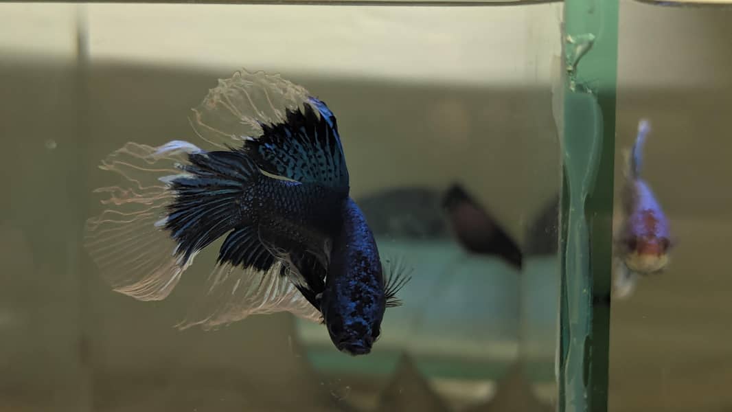 Fancy Betta 3
