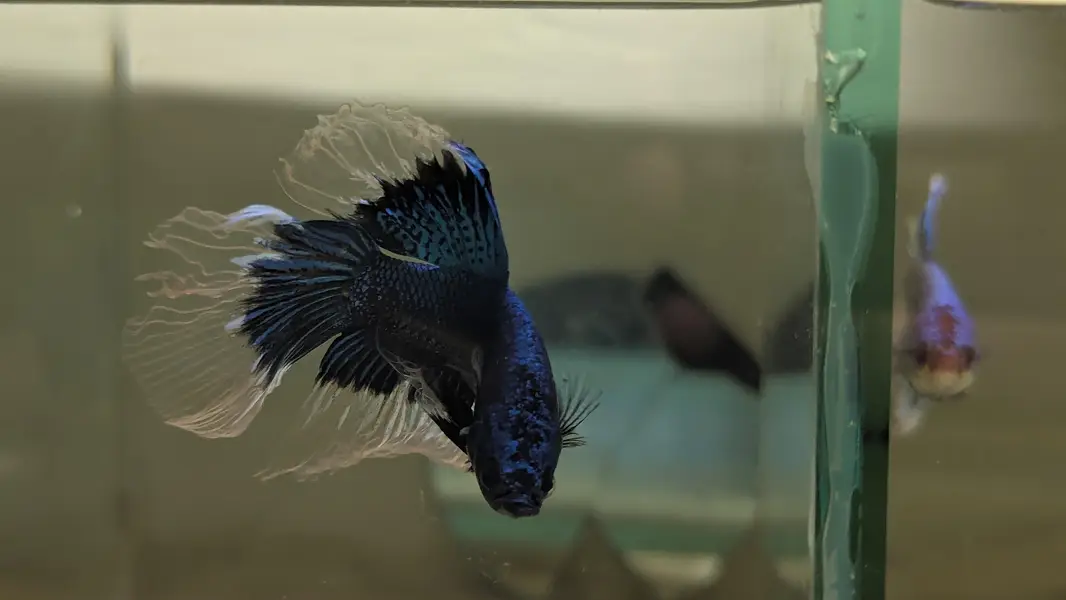 Fancy Betta — photo 4