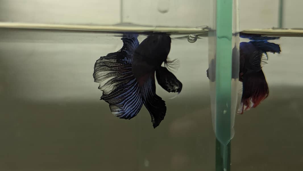 Fancy Betta 4