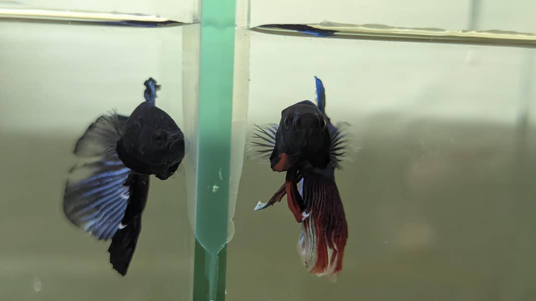 Fancy Betta 5