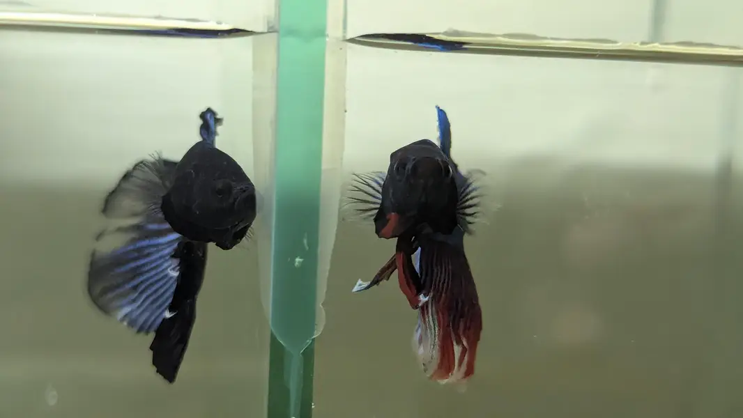 Fancy Betta — photo 6