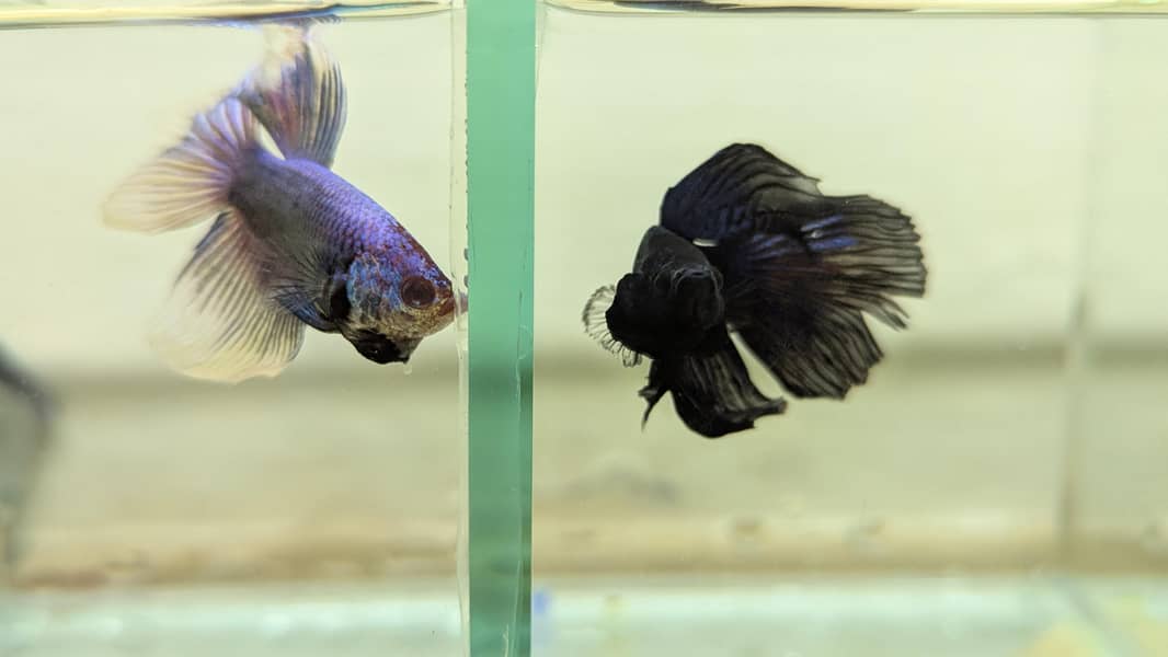 Fancy Betta 6