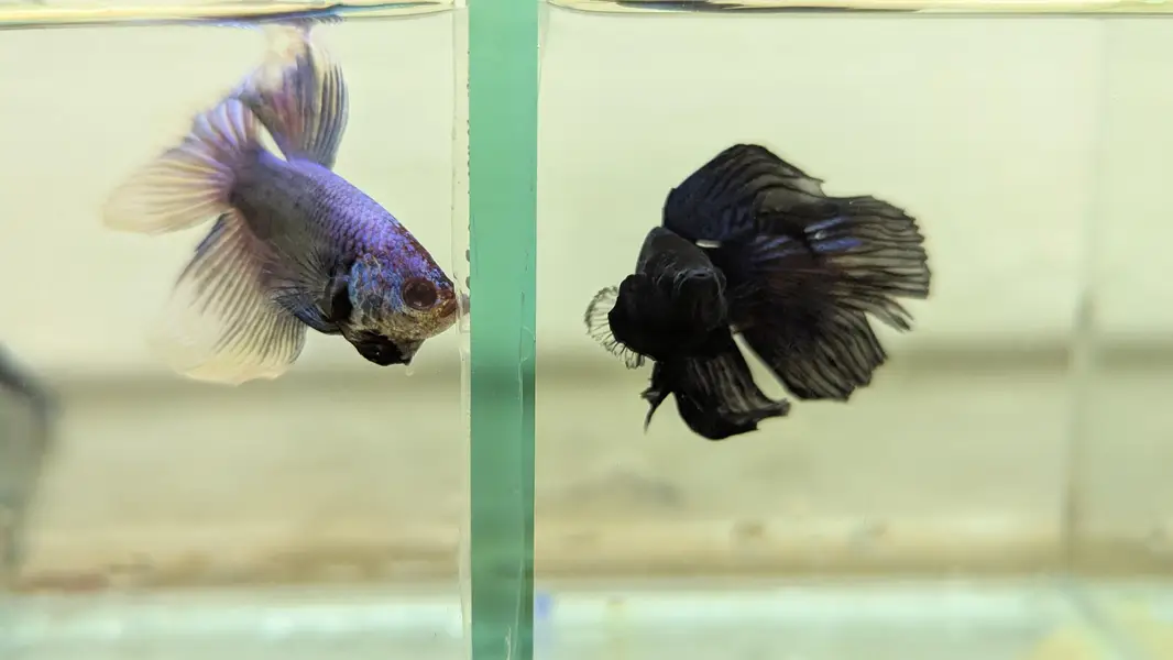 Fancy Betta — photo 7