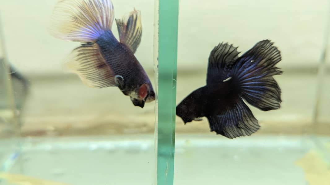 Fancy Betta 7