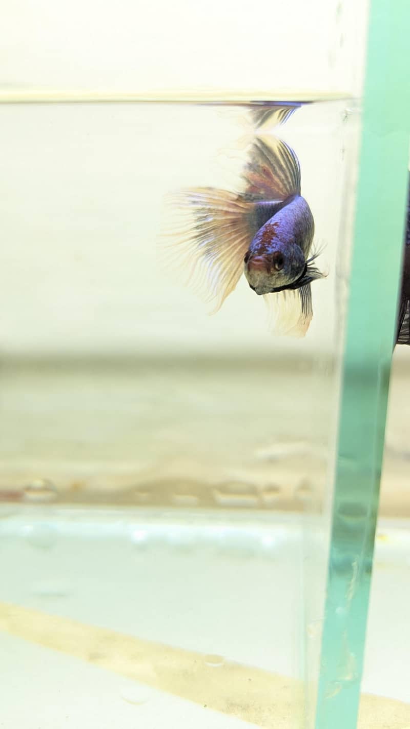 Fancy Betta 8