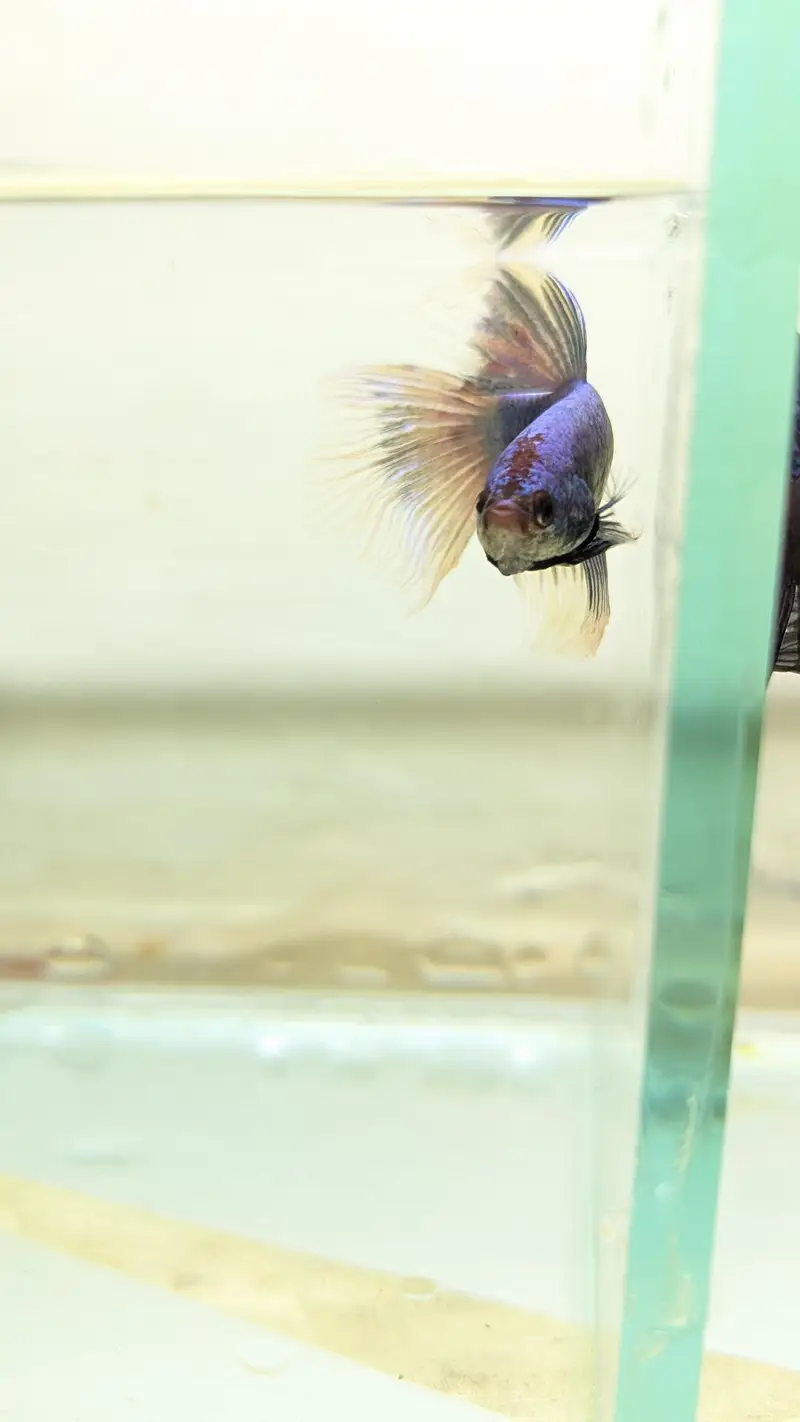 Fancy Betta — photo 9